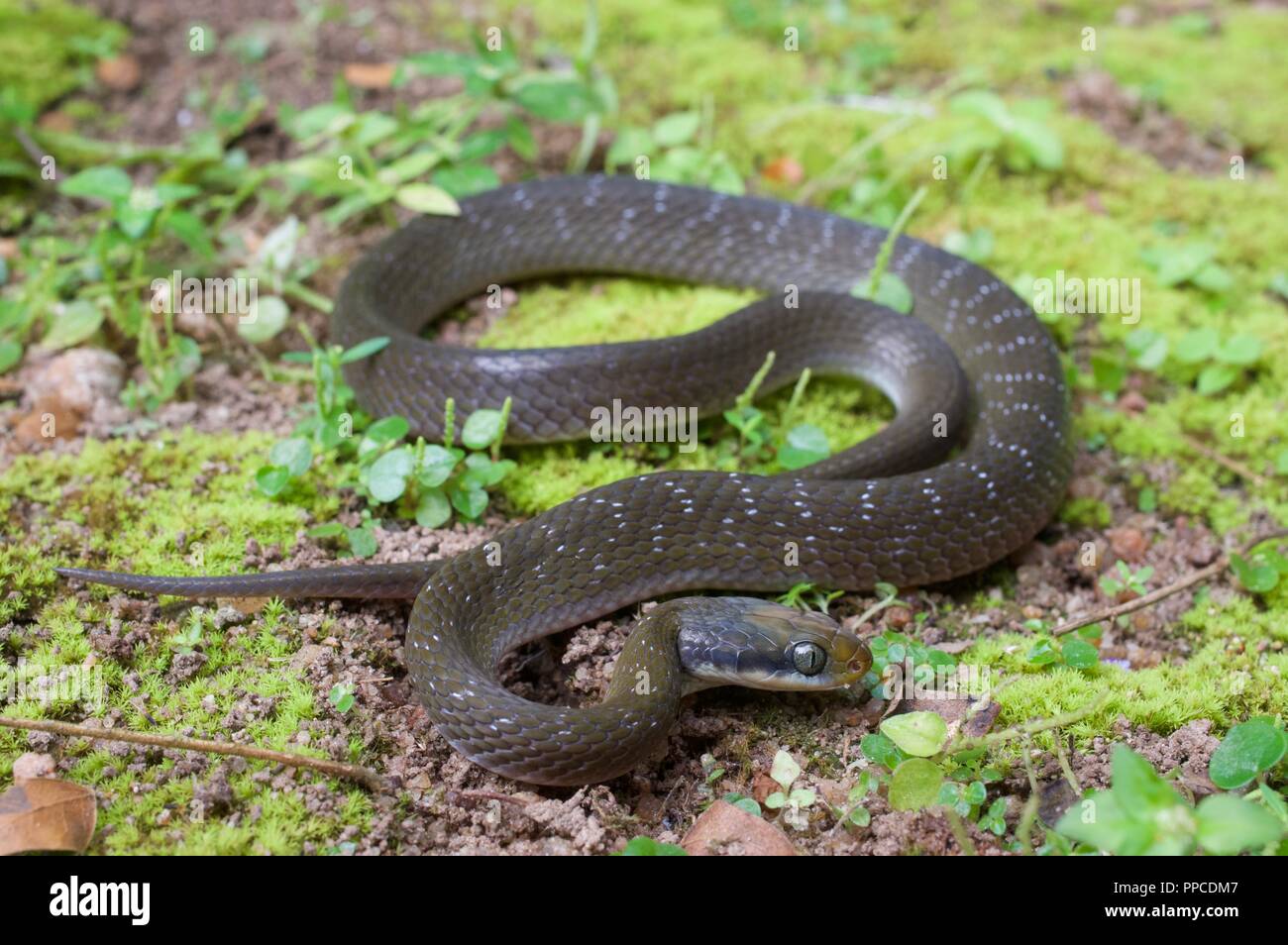 A White-lipped Herald Snake (Crotaphopeltis hotamboeia) coiled on mossy ground in Bobiri Forest Reserve, Ghana, West Africa Stock Photo