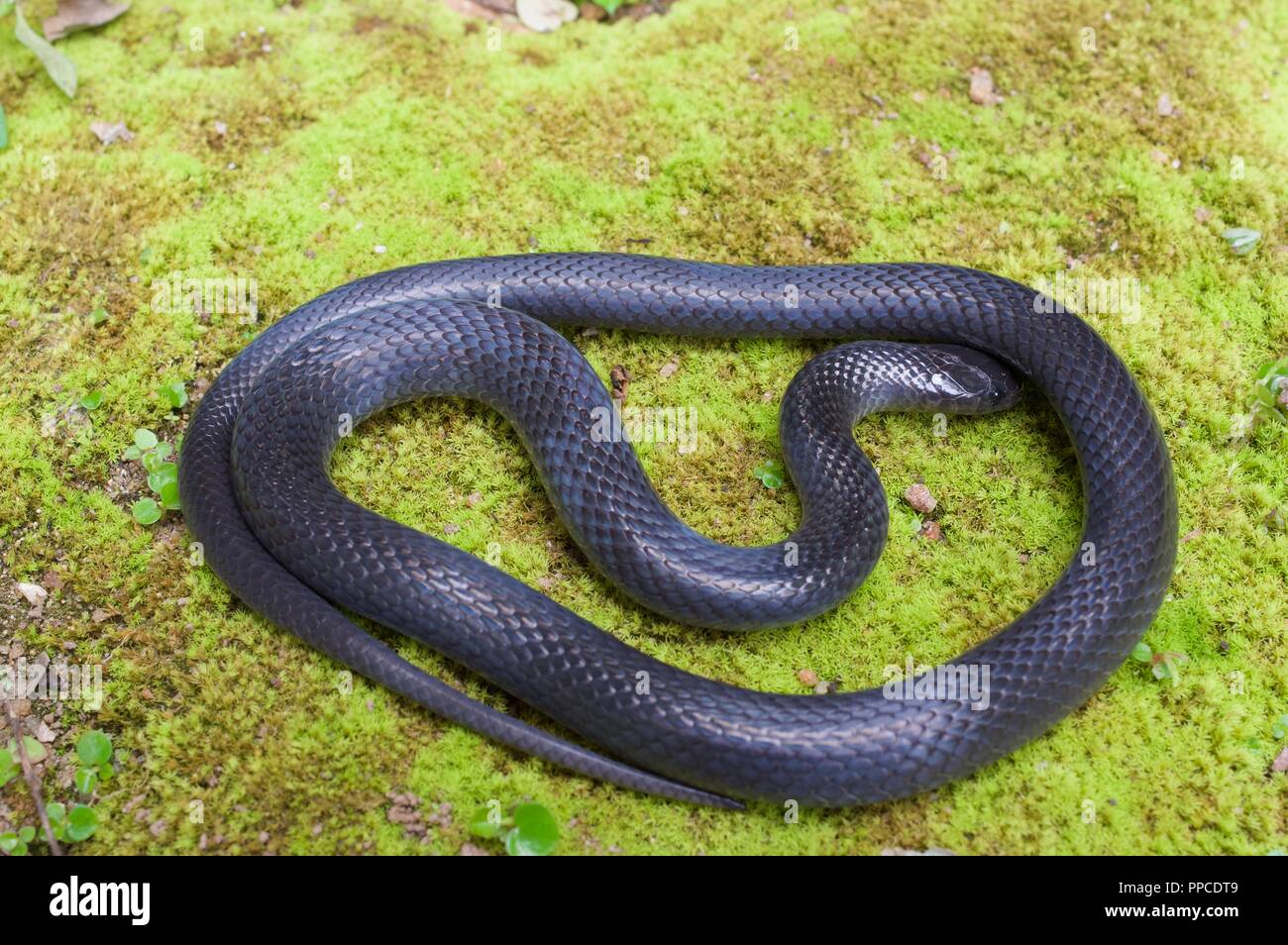 A Western Forest Centipede-eater (Aparallactus modestus) coiled on the mossy ground in Bobiri Forest Reserve, Ghana, West Africa Stock Photo