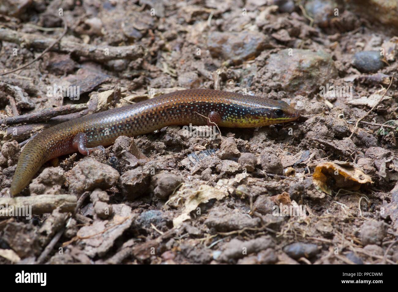 A Short-tailed Writhing Skink (Mochlus brevicaudis) in dry leaf litter in Bobiri Butterfly Reserve, Ghana, West Africa Stock Photo