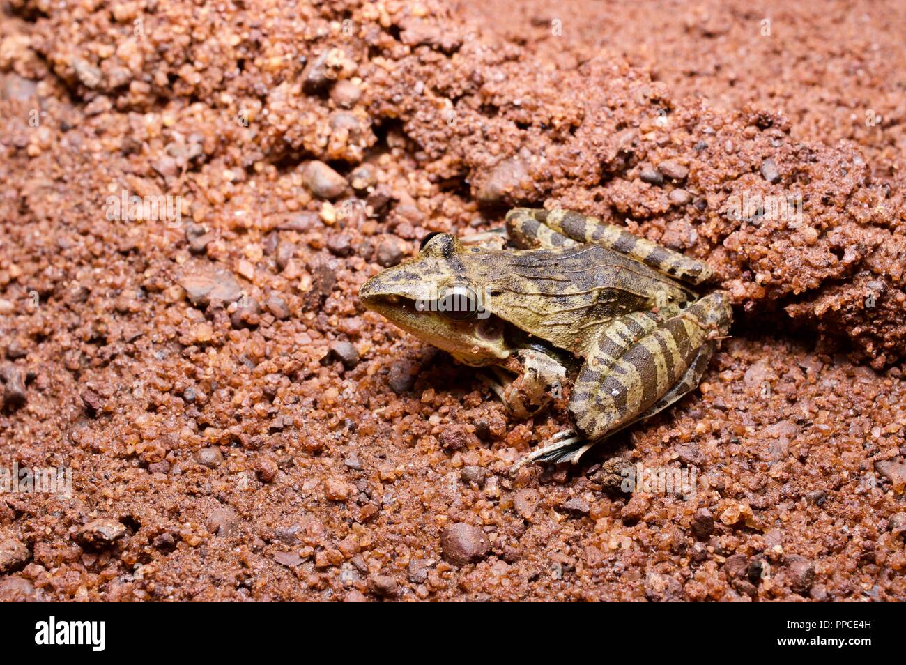 A Sharp-nosed Ridged Frog (Ptychadena oxyrhynchus) on a dirt path at night in Bobiri Forest Reserve, Ghana, Africa Stock Photo