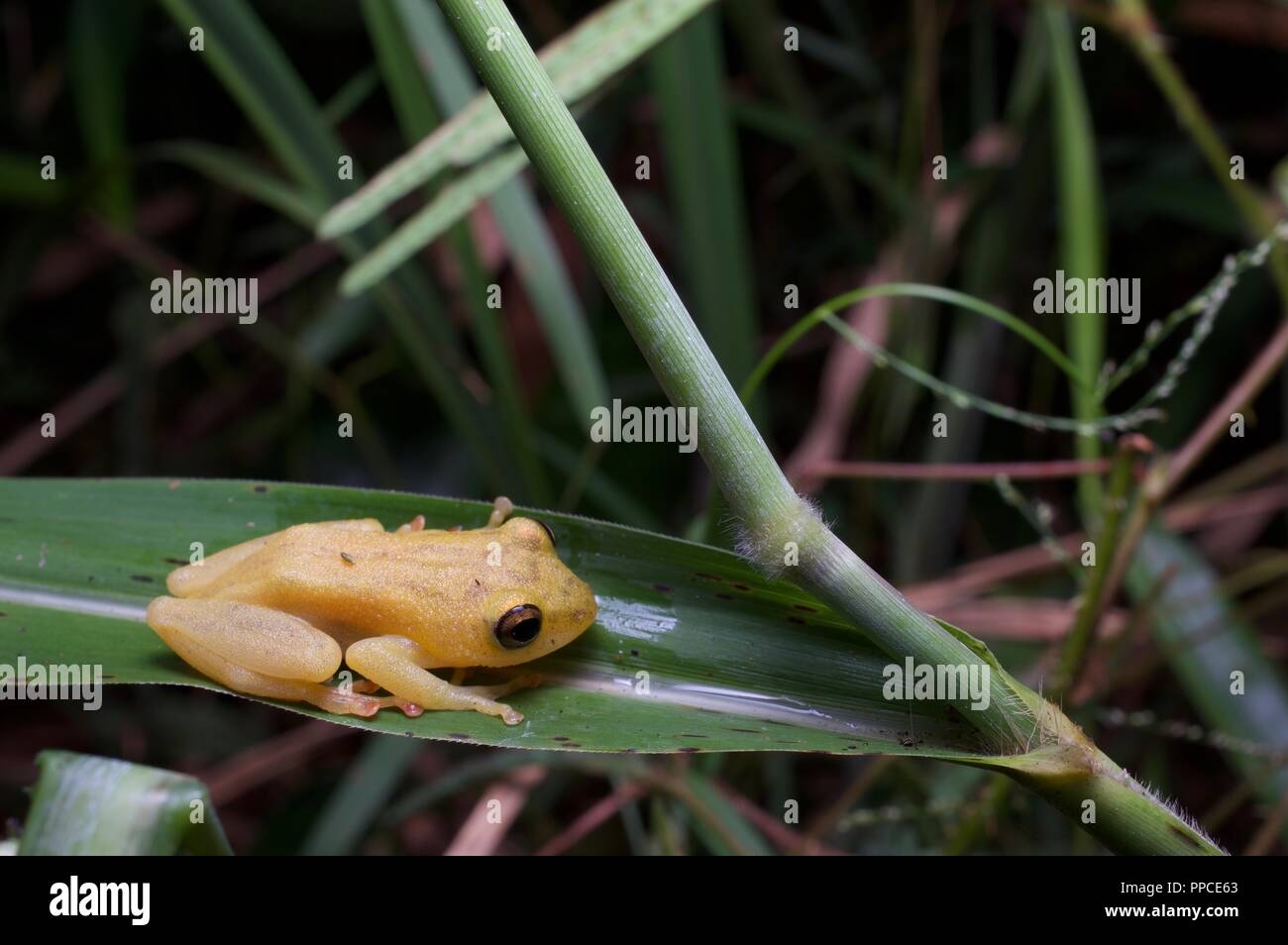 A reed frog (Hyperolius sp., perhaps Hyperolius bobirensis) resting on a leaf at night in Bobiri Forest Reserve, Ghana, West Africa Stock Photo