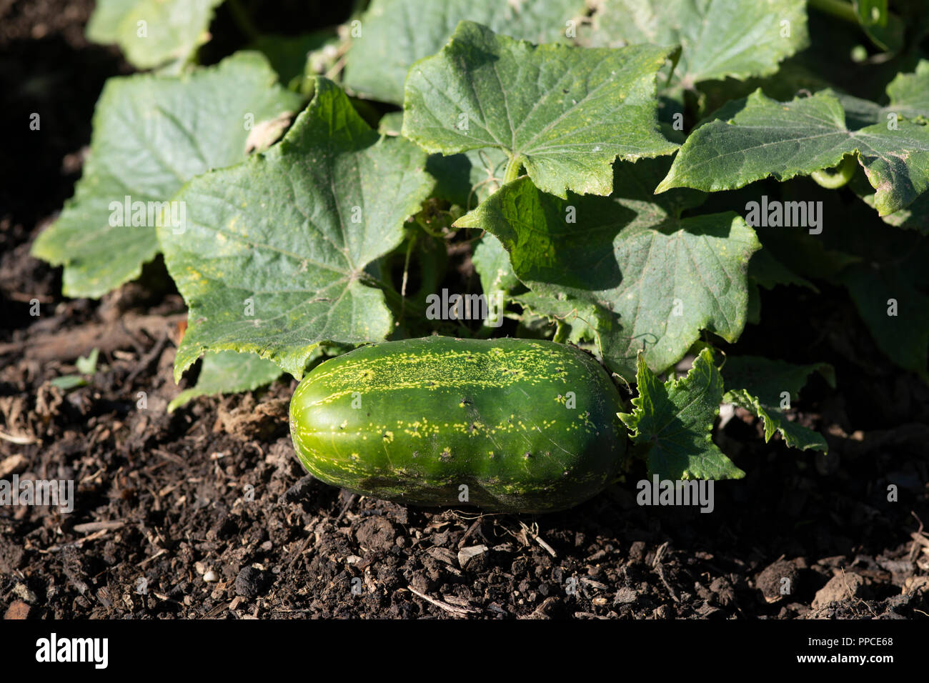 Cucumber growing on allotment Stock Photo