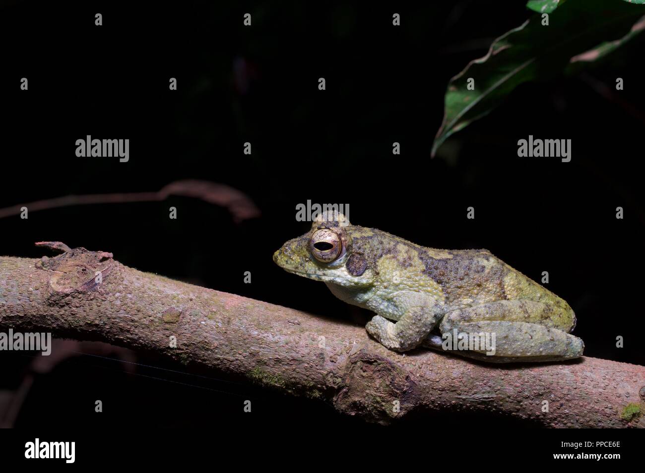 An African Foam Nest Frog (Chiromantis rufescens) perched on a small branch at night in Bobiri Forest Reserve, Ghana, West Africa Stock Photo