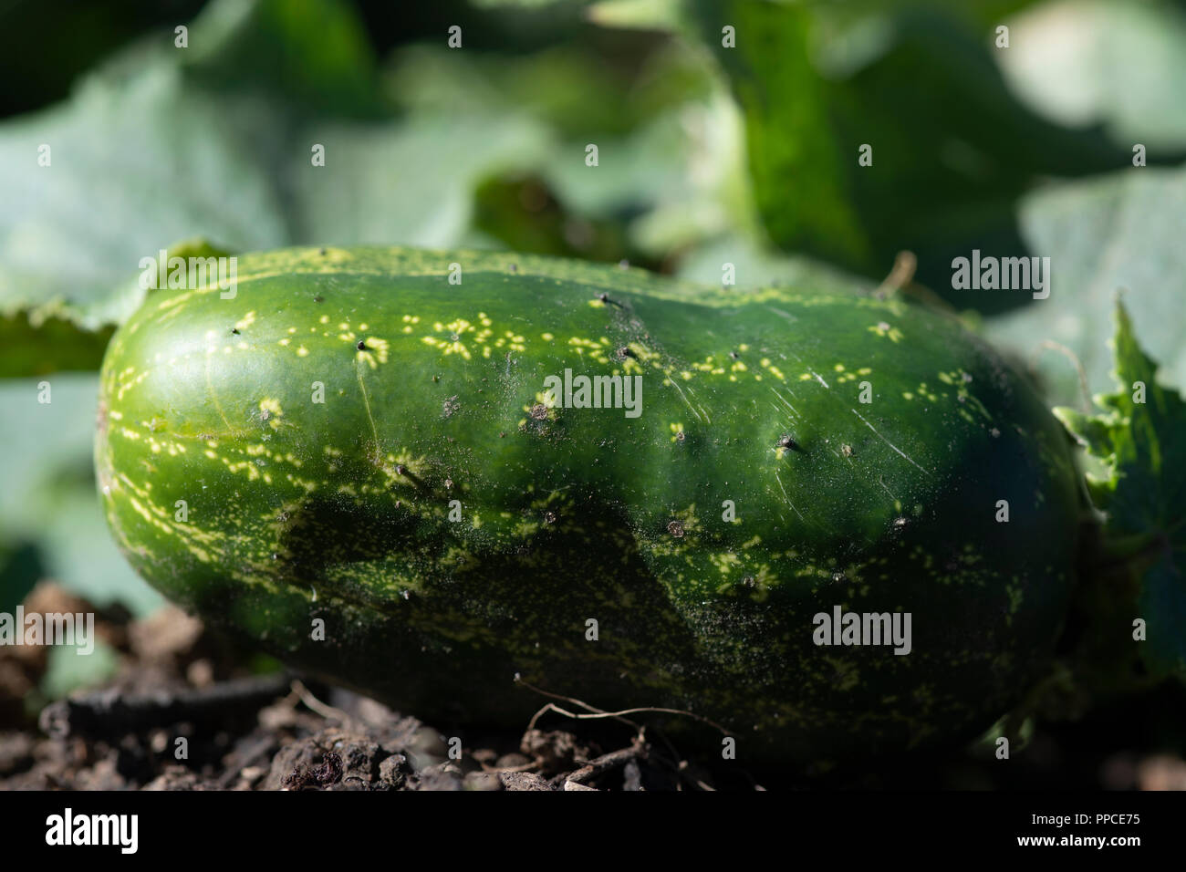 Cucumber growing on allotment Stock Photo