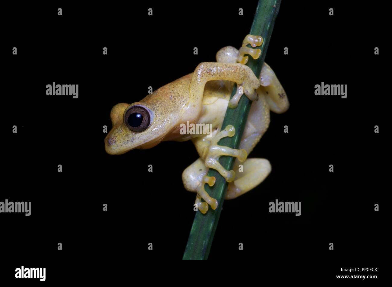 A reed frog (Hyperolius sp., perhaps Hyperolius bobirensis) perched on a green stalk at night in Atewa Range Forest Reserve, Ghana, West Africa Stock Photo