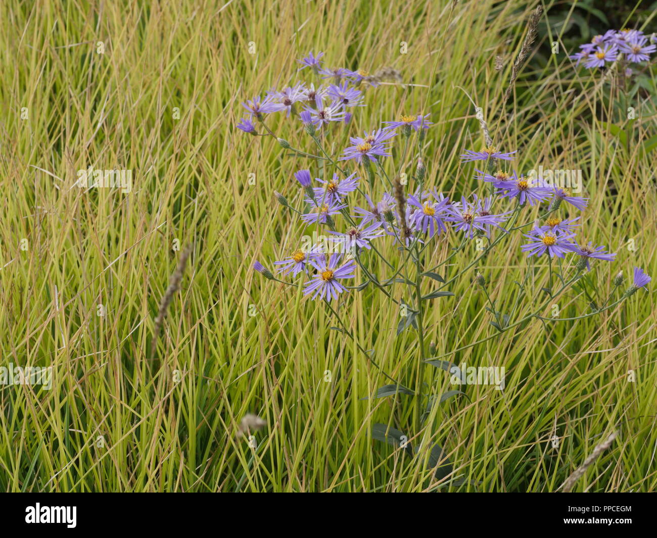 Sesleria autumnalis and blue aster Stock Photo