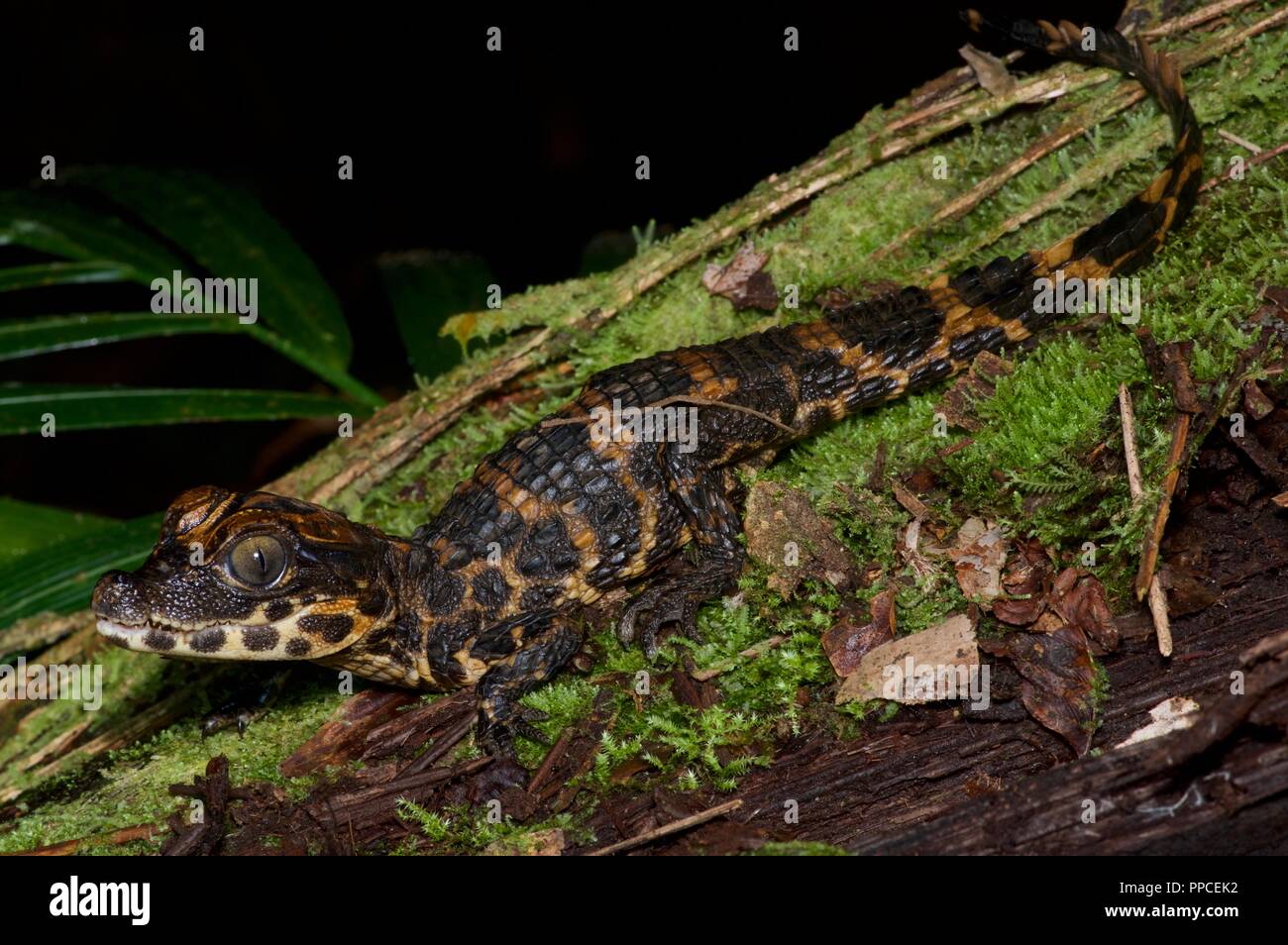 Green Bush Viper (Atheris chlorechis) coiled in tree, Atewa Range, Ghana -  SuperStock