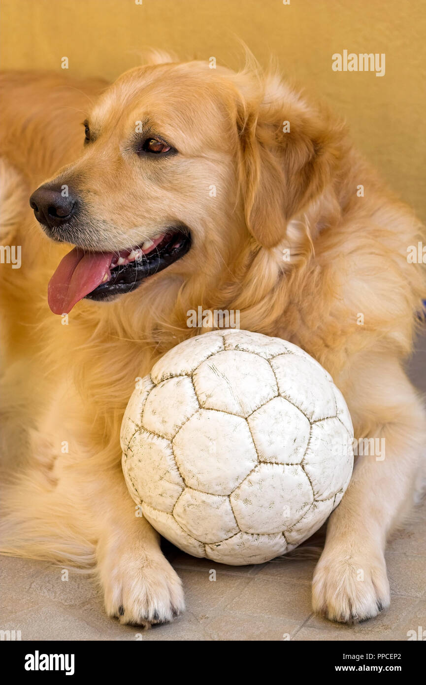 Golden retriever resting after a football game Stock Photo