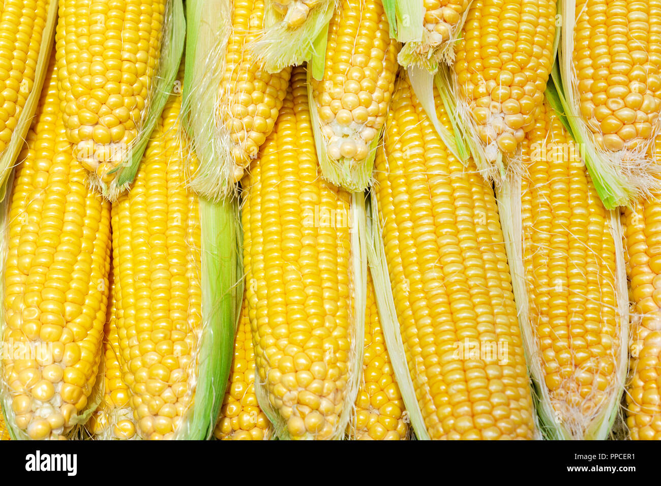 Rows of Fresh organic yellow corn cobs background. Agricltural goods