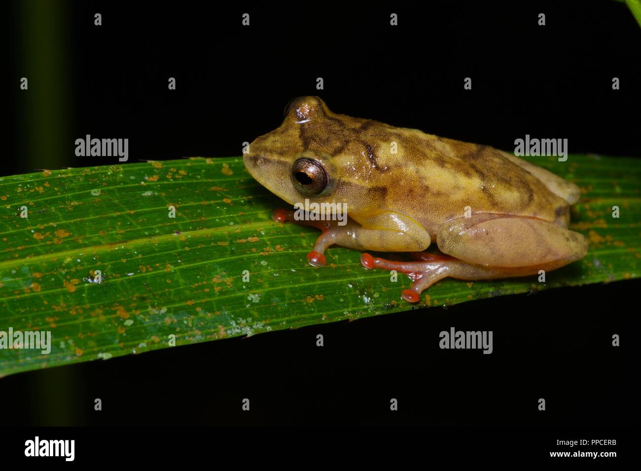 A male Bobiri Reed Frog (Hyperolius sylvaticus) on a palm frond at night in Atewa Range Forest Reserve, Ghana, West Africa Stock Photo