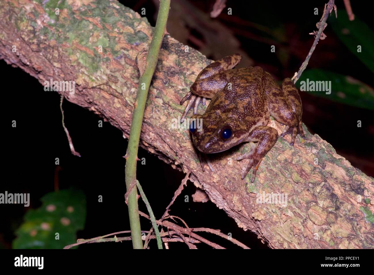 A critically endangered relative of the Togo Slippery Frog (Conraua cf. derooi) at streamside in Atewa Range Forest Reserve, Ghana, West Africa Stock Photo