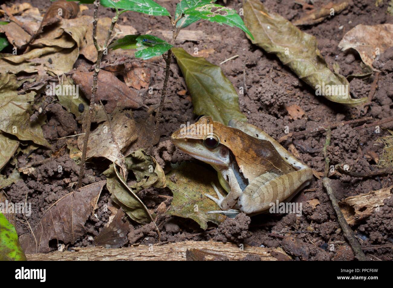 A Snouted Grassland Frog (Ptychadena longirostris) on the forest floor at night in Bobiri Forest Reserve, Ghana, Africa Stock Photo