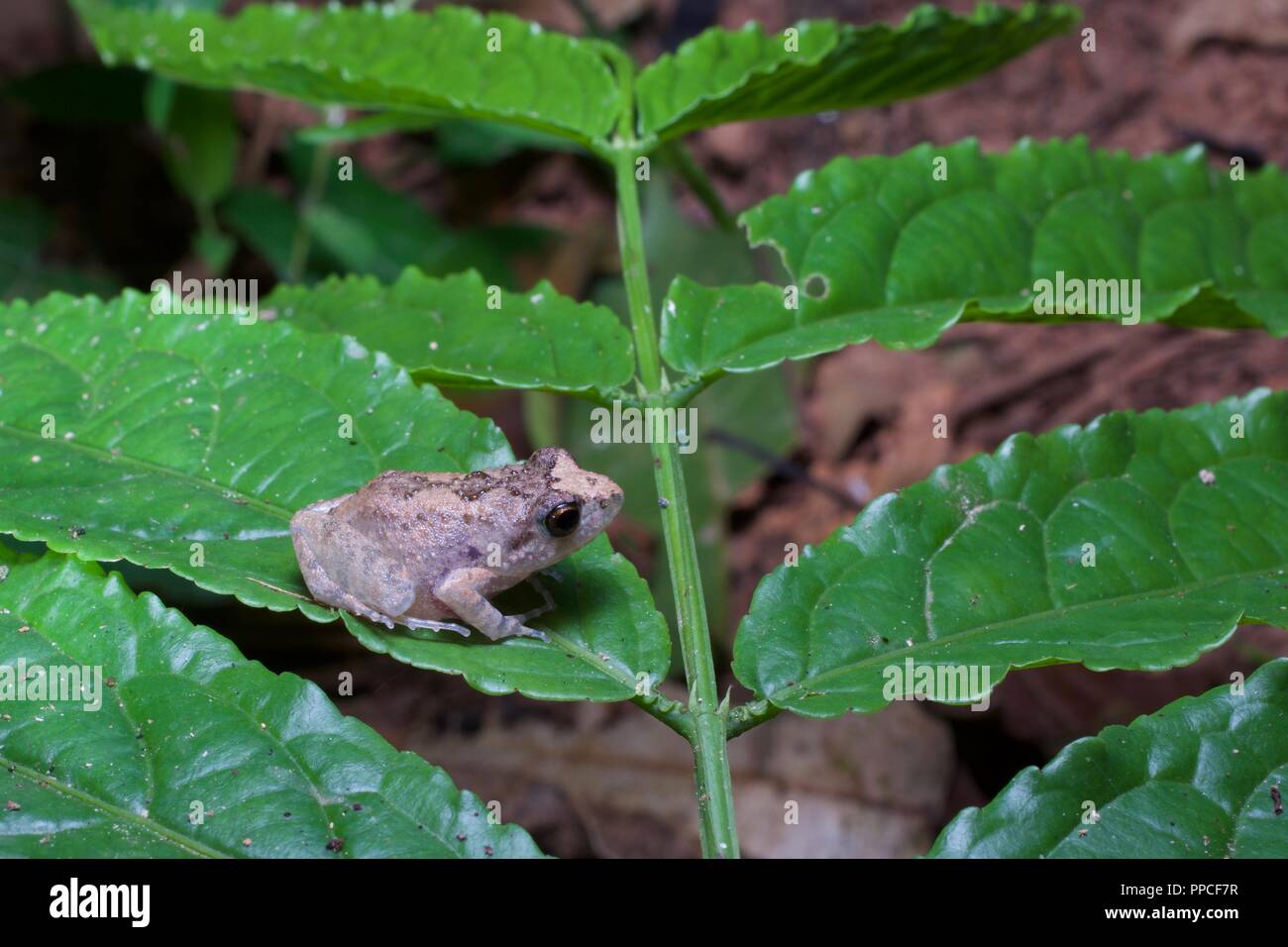 A squeaker frog (Arthroleptis sp.) on a leaf at night in Bobiri Forest Reserve, Ghana, West Africa Stock Photo