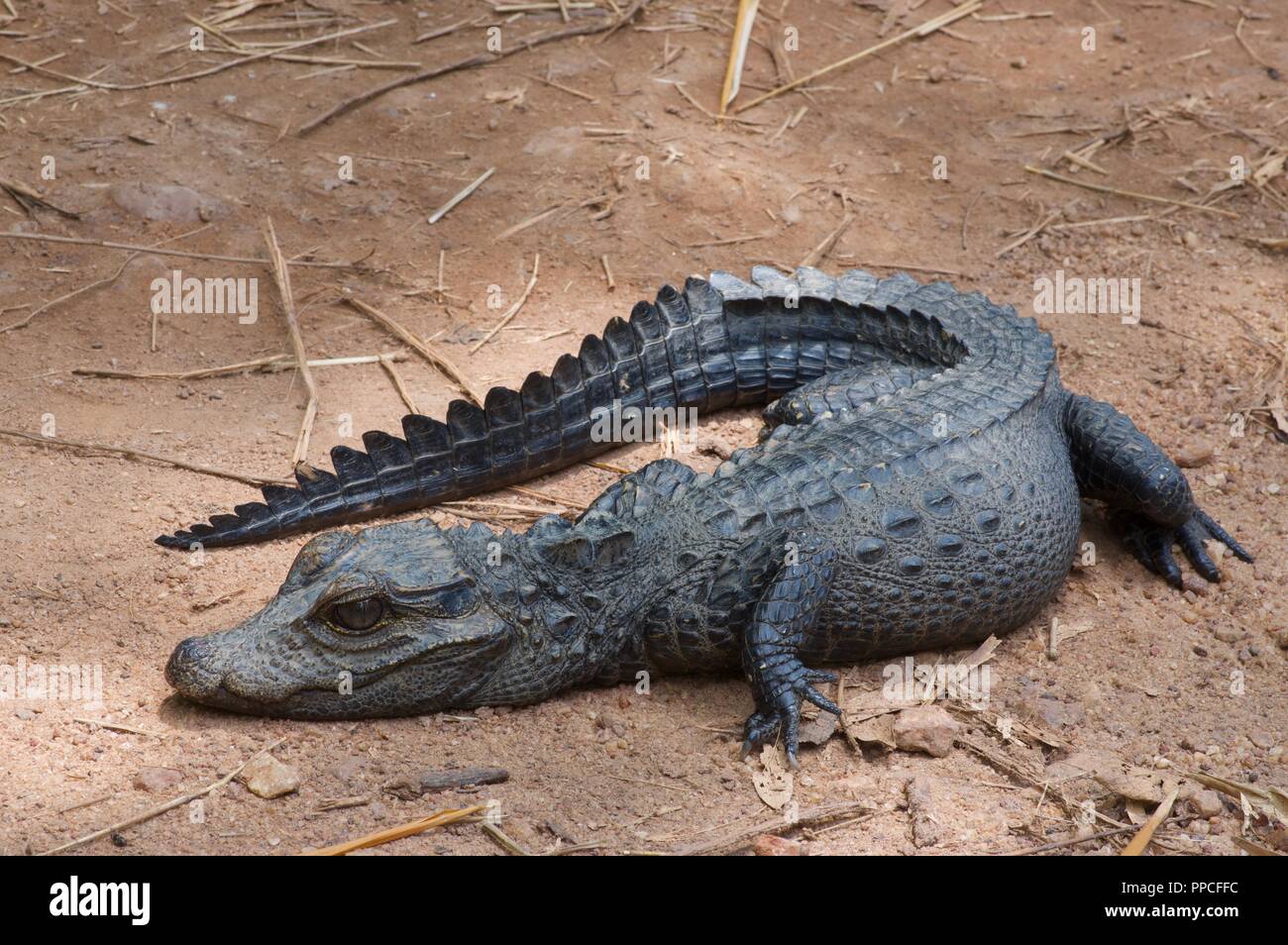 An adult Dwarf Crocodile (Osteolaemus tetraspis) lying on a dirt path in Bobiri Forest Reserve, Ghana, West Africa Stock Photo