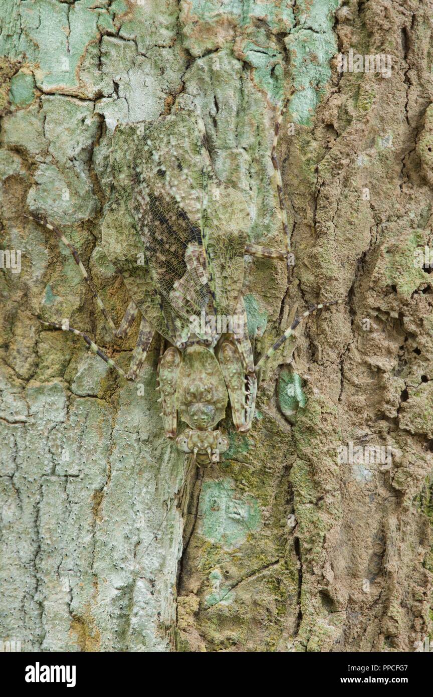 A large bark mantis (Theopompella aurivilli?) camouflaged against a tree trunk in Bobiri Forest Reserve, Ghana, West Africa Stock Photo