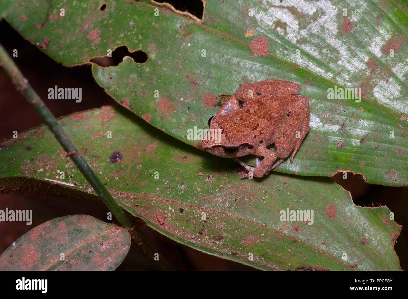 A squeaker frog (Arthroleptis sp.) on a leaf at night in Bobiri Forest Reserve, Ghana, West Africa Stock Photo
