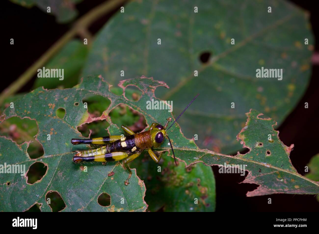 A colorful grasshopper on a leaf at night in Bobiri Forest Reserve, Ghana, West Africa Stock Photo