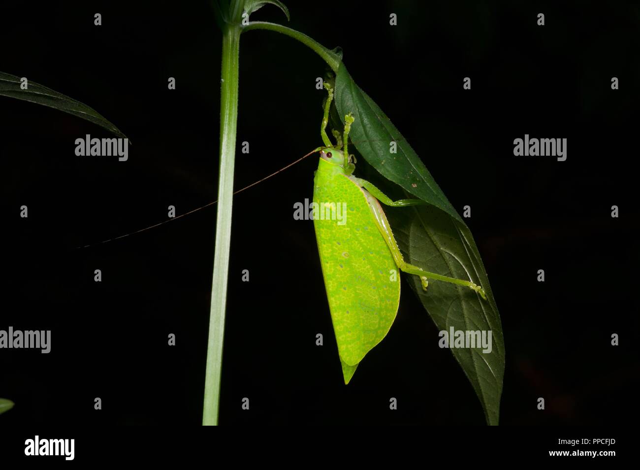 A leaf mimic katydid (family Tettigoniidae) in the rainforest foliage at night in Bobiri Forest Reserve, Ghana, West Africa Stock Photo