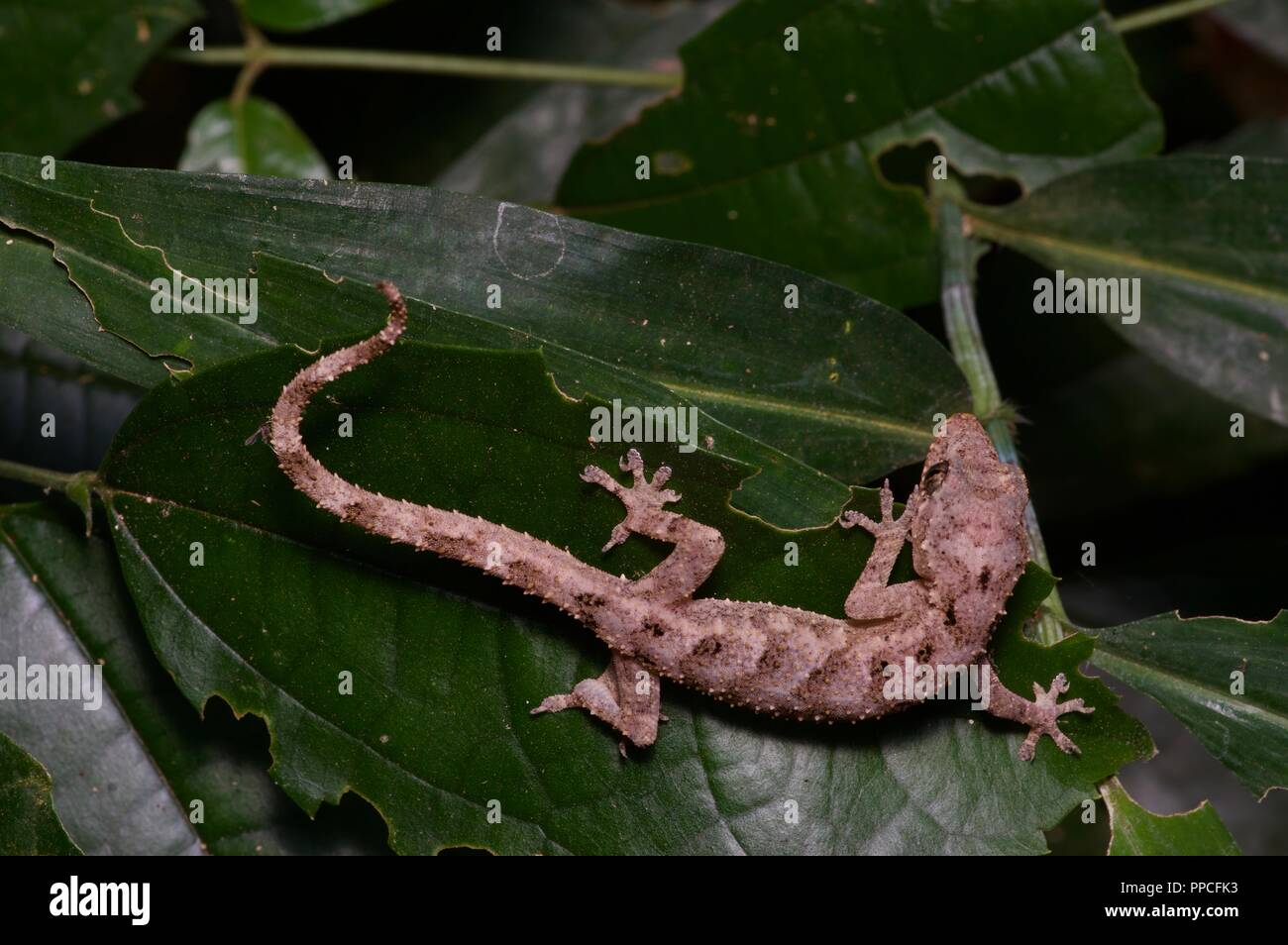 A Guinea Leaf-toed Gecko (Hemidactylus muriceus) on vegetation at night in Bobiri Forest Reserve, Ghana, West Africa Stock Photo