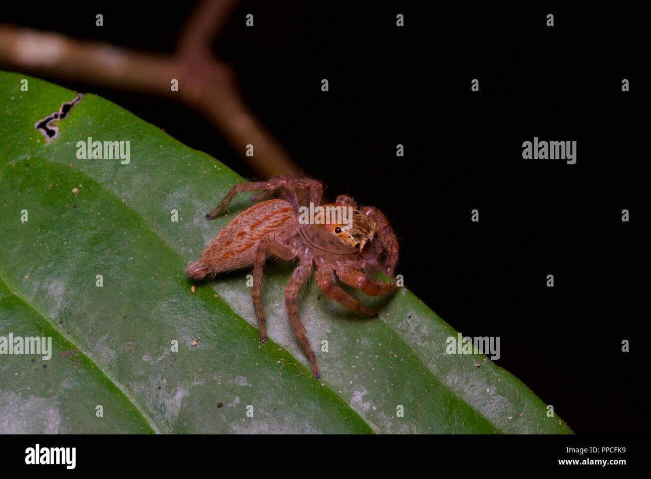 A pretty red and brown jumping spider (family Salticidae) on a leaf at night in Bobiri Forest Reserve, Ghana, West Africa Stock Photo