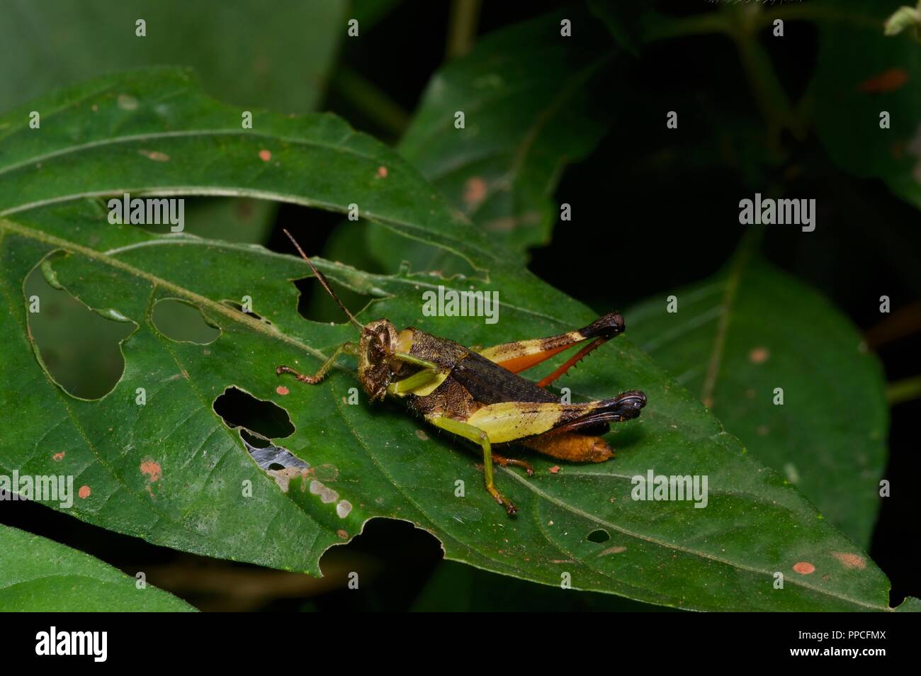 A colorful grasshopper on a leaf at night in Bobiri Forest Reserve, Ghana, West Africa Stock Photo