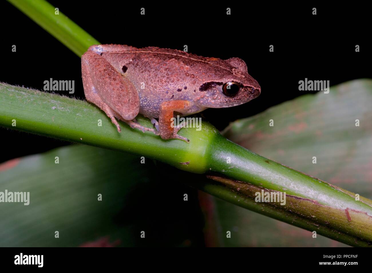 A squeaker frog (Arthroleptis sp.) on a plant at night in Bobiri Forest Reserve, Ghana, West Africa Stock Photo