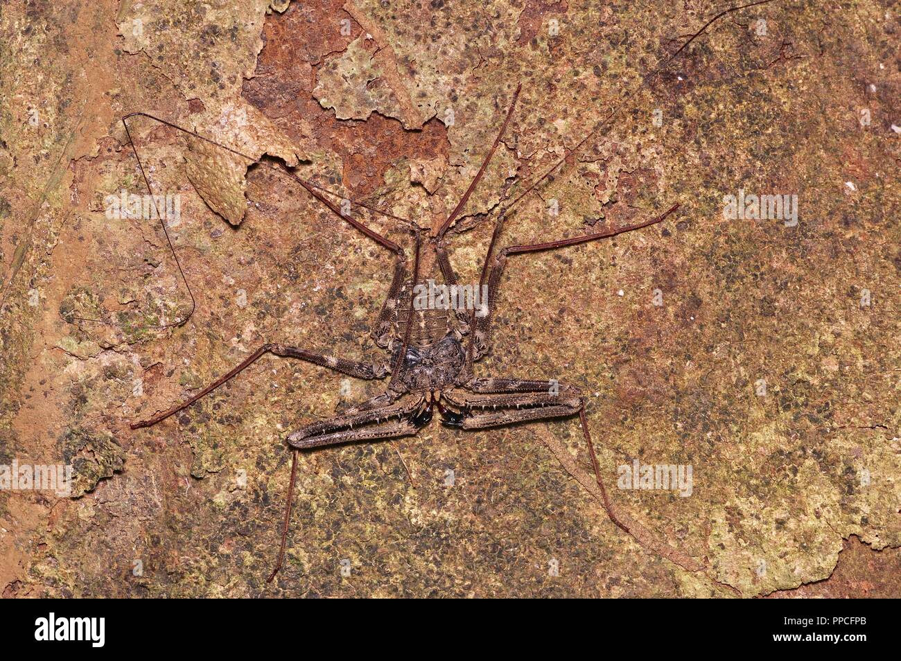 A tailless whip scorpion (Damon medius) on a tree trunk at night in Bobiri Forest Reserve, Ghana, West Africa Stock Photo