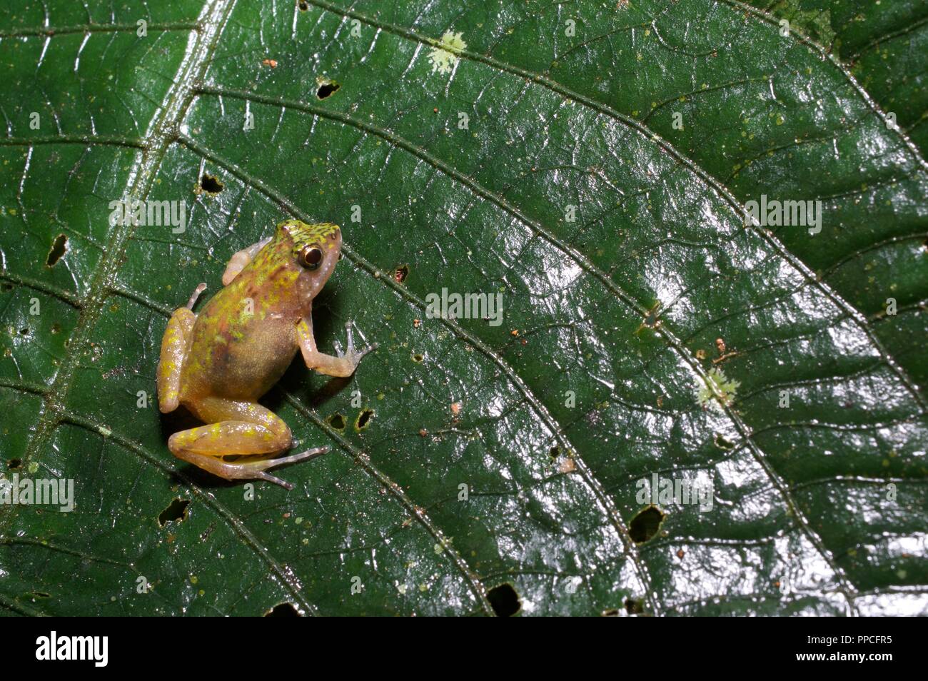 A green puddle frog (Phrynobatrachus sp., perhaps P. tokba) on a large leaf at night in Atewa Range Forest Reserve, Ghana, West Africa Stock Photo