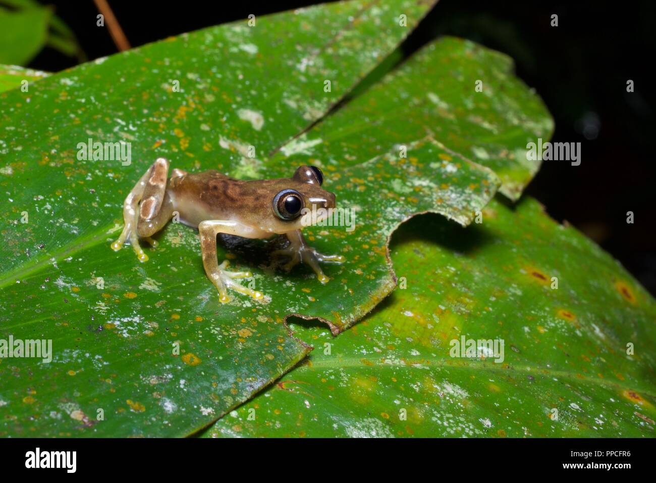 A banana frog (Afrixalus sp., perhaps Afrixalus nigeriensis) on a leaf at night in Atewa Range Forest Reserve, Ghana, West Africa Stock Photo