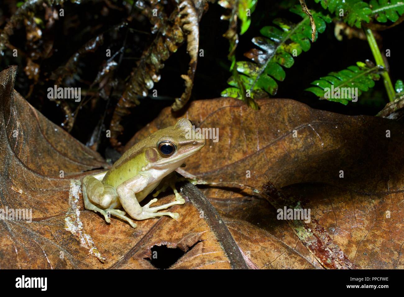 A Forest White-lipped Frog (Amnirana albolabris) resting on a large wet brown leaf in Atewa Range Forest Reserve, Ghana, West Africa Stock Photo