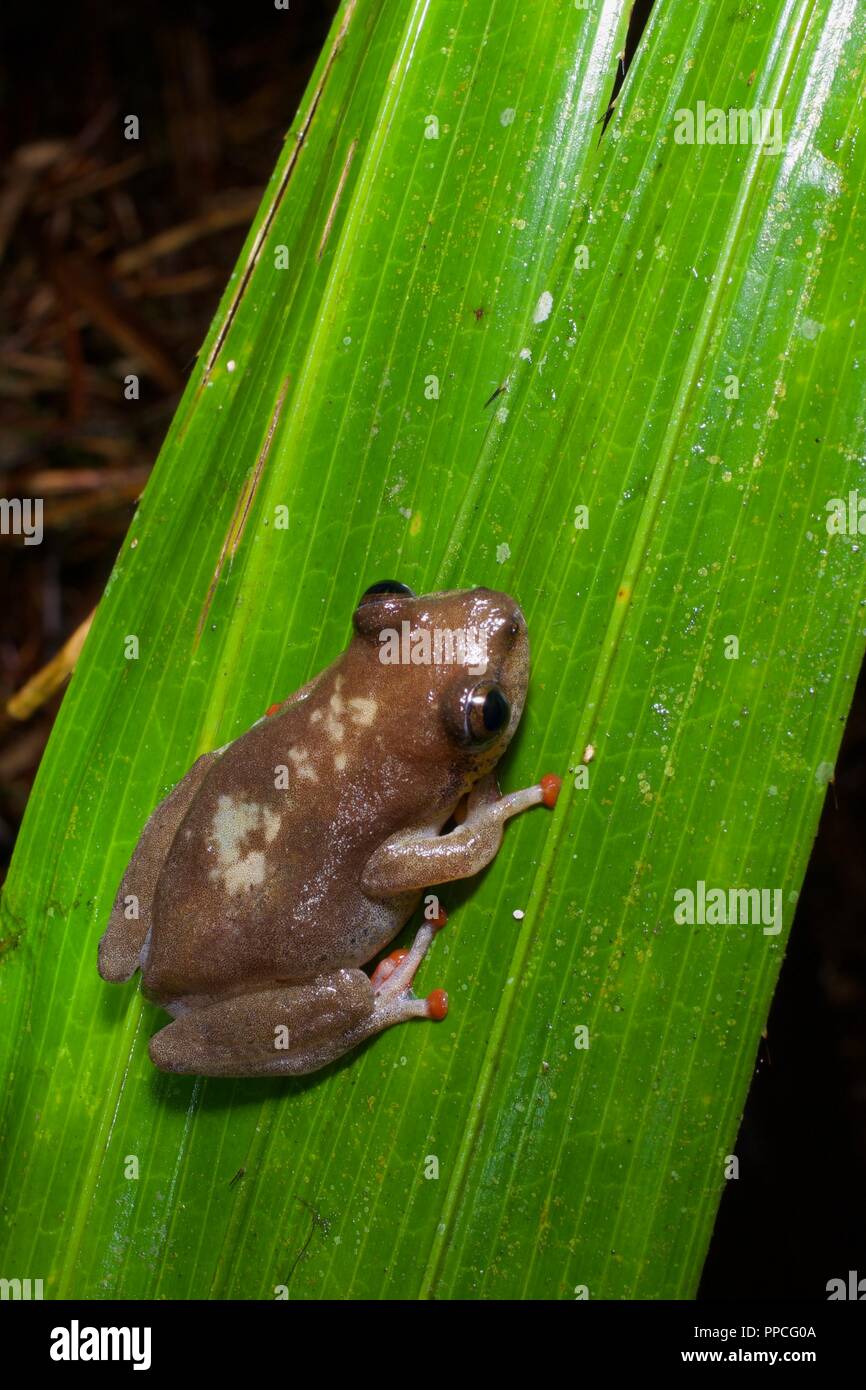 A leaf-folding frog (Afrixalus sp) on a palm frond at night in Atewa Range Forest Reserve, Ghana, West Africa Stock Photo