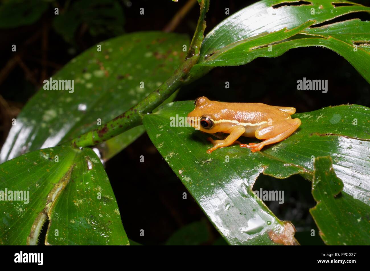 A female Bobiri Reed Frog (Hyperolius sylvaticus) on a palm frond at night in Atewa Range Forest Reserve, Ghana, West Africa Stock Photo