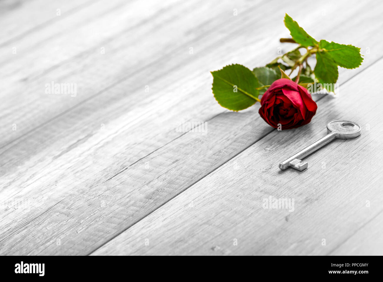 Selective Colour Roses Selective colour of the rose in a greyscale image in a conceptual image ...