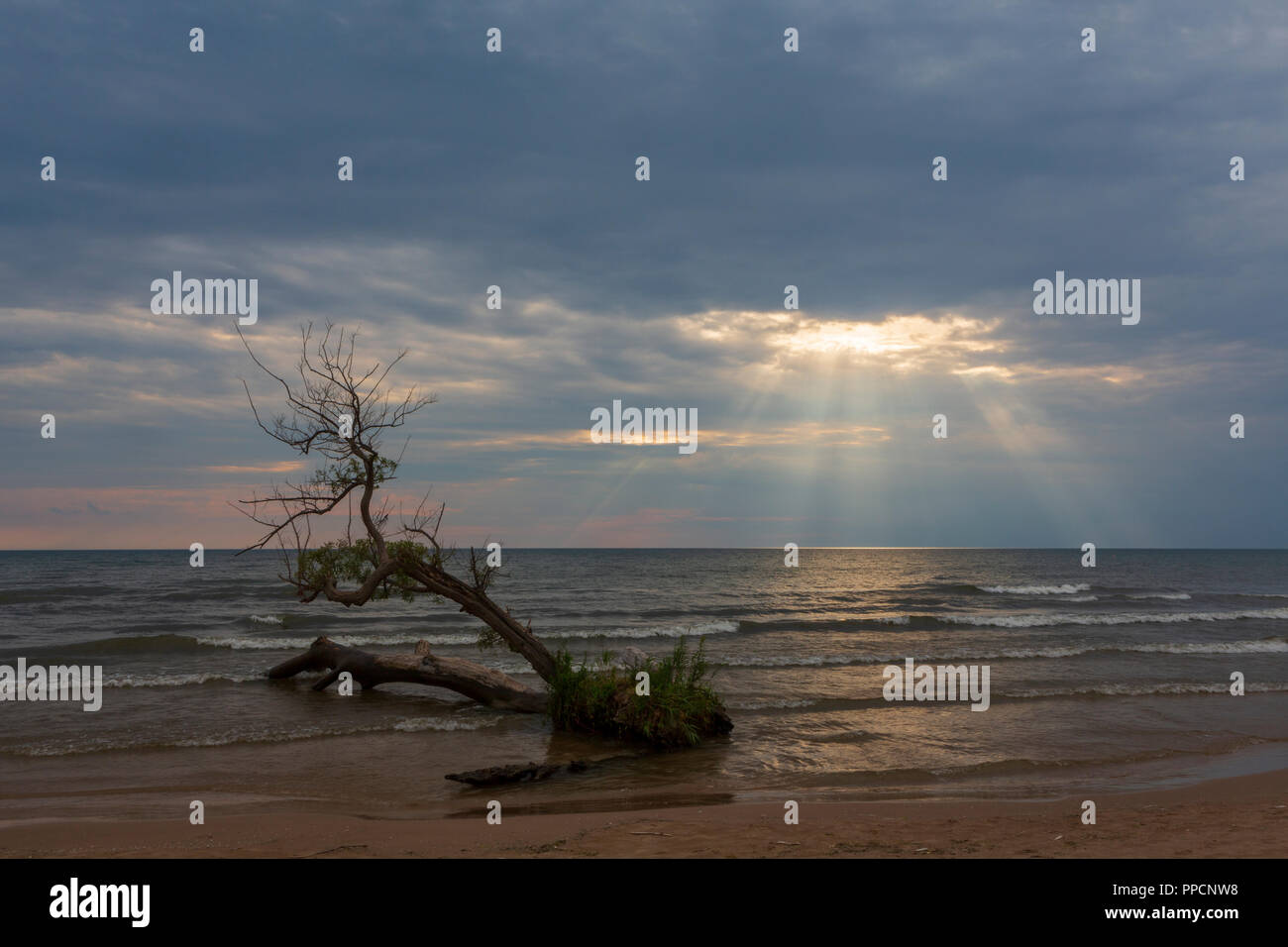 A ray of light breaks through a cloudy sky to illuminate a tree growing on a beach in Southwick Beach State Park, Ellisburg, New York State located on Stock Photo