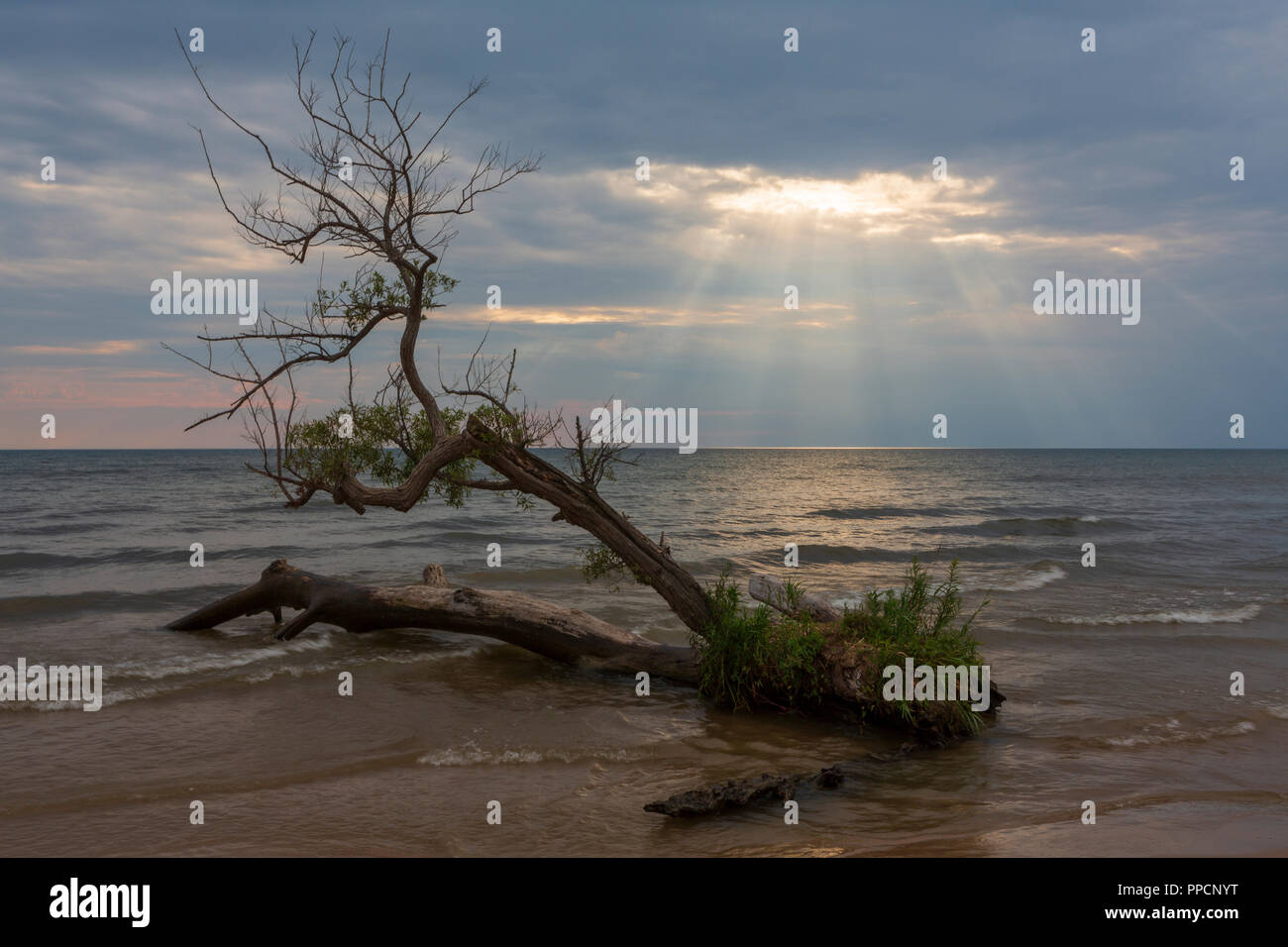 A ray of light breaks through a cloudy sky to illuminate a tree growing on a beach in Southwick Beach State Park, Ellisburg, New York State located on Stock Photo