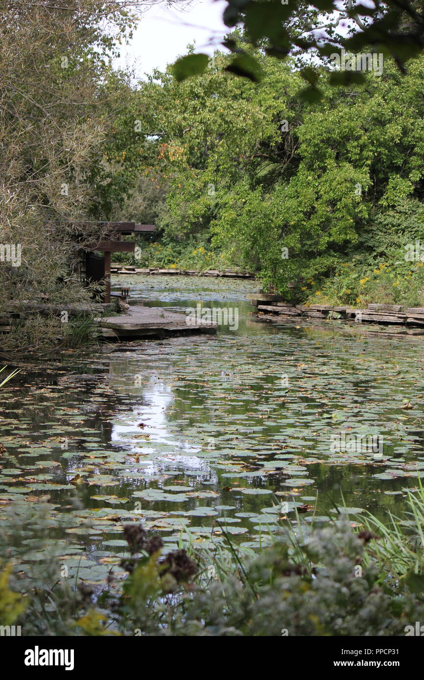 The freshwater lily pond of the Alfred Caldwell Lily Pool, aka Lincoln Park Lily Pool, on a