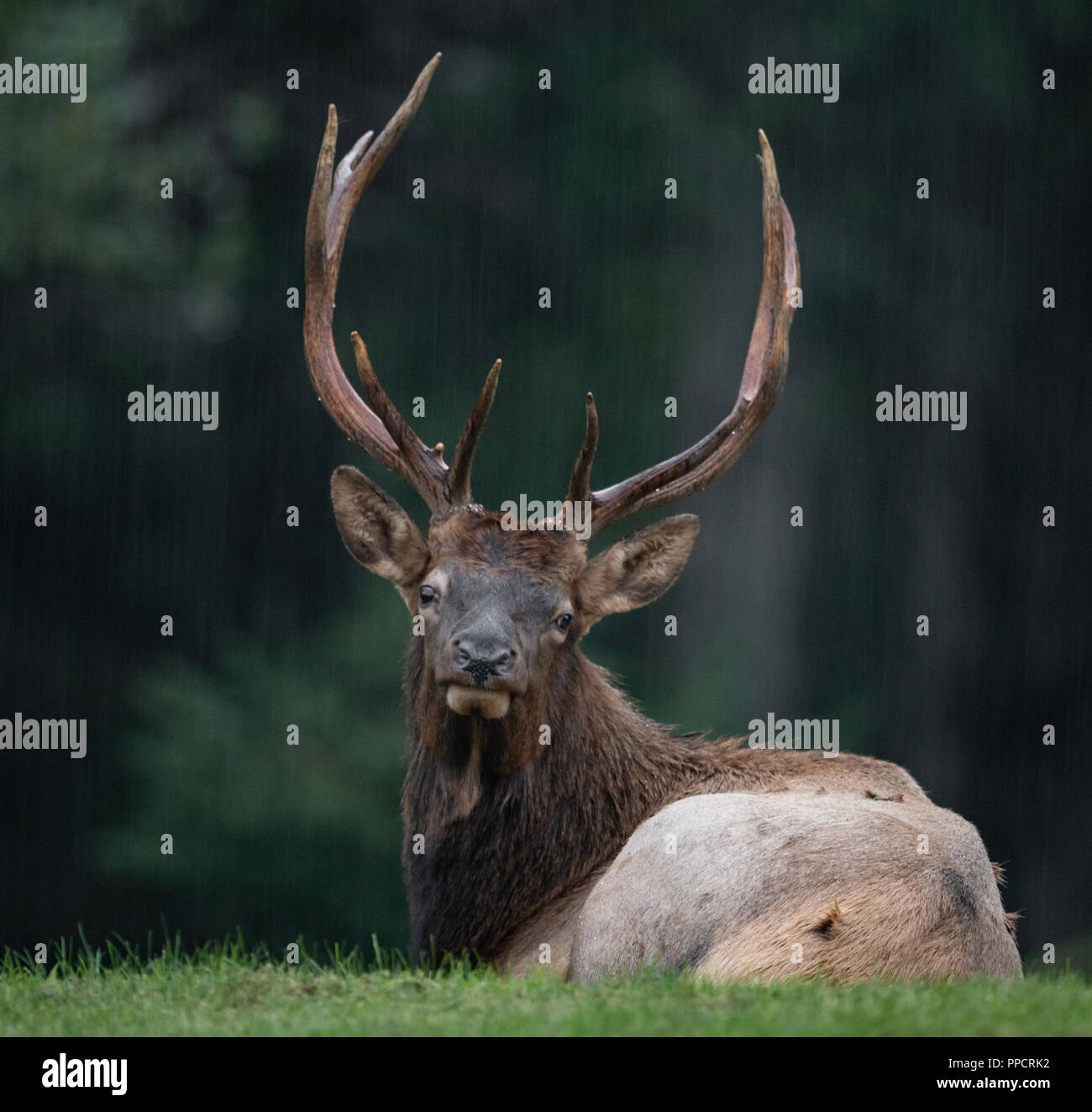 Elk mating hires stock photography and images Alamy