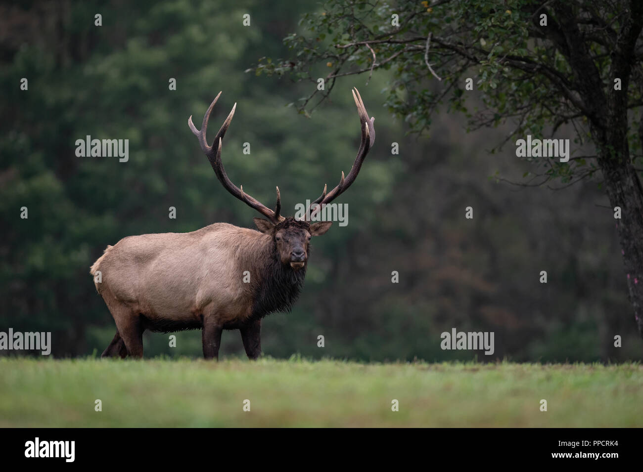 Elk mating hires stock photography and images Alamy