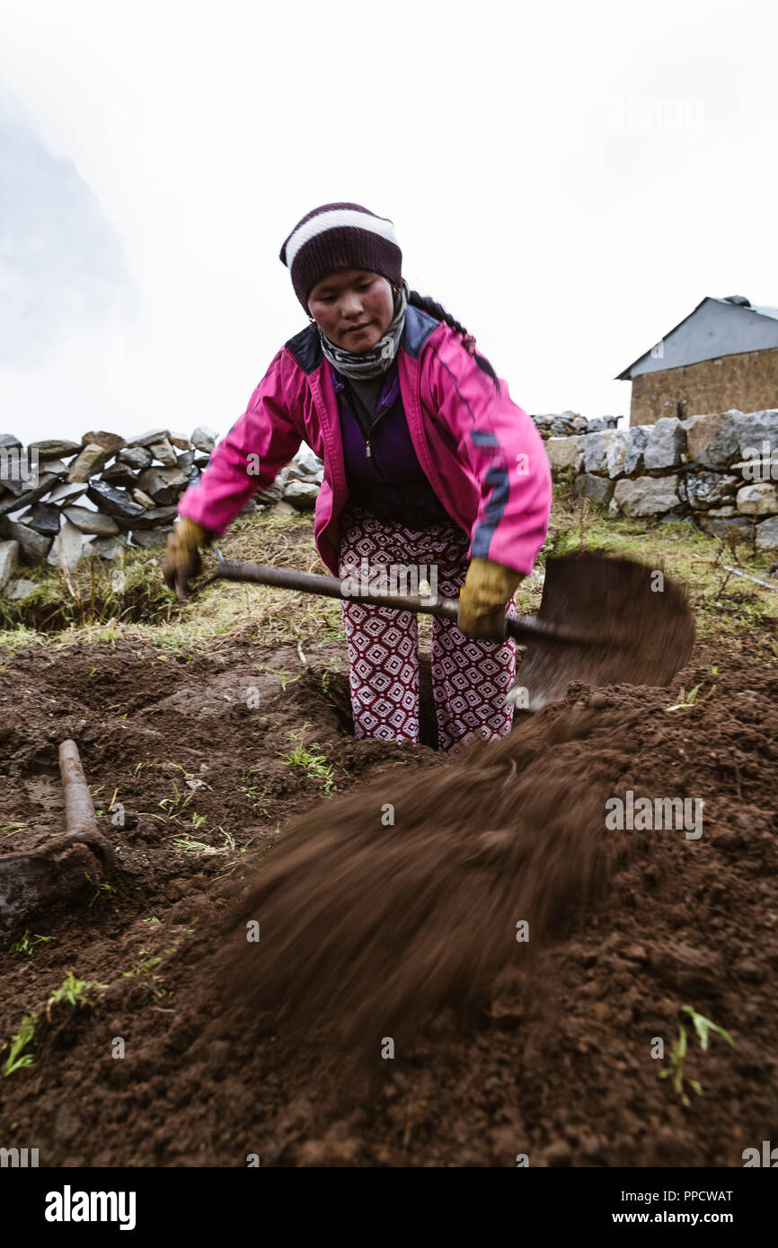 A local Nepali woman digging her the garden in the village of Lungden. Root vegetables are a major source of nutrition here and large vegetable gardens can be seen in most villages, Lungden, Solu Khumbu, Nepal Stock Photo