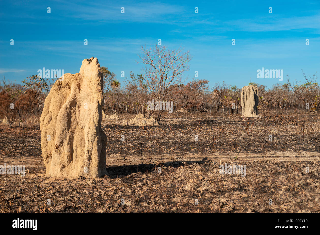 Magnetic Termite Mounds, Litchfield National park, Northern Territory, Australia Stock Photo