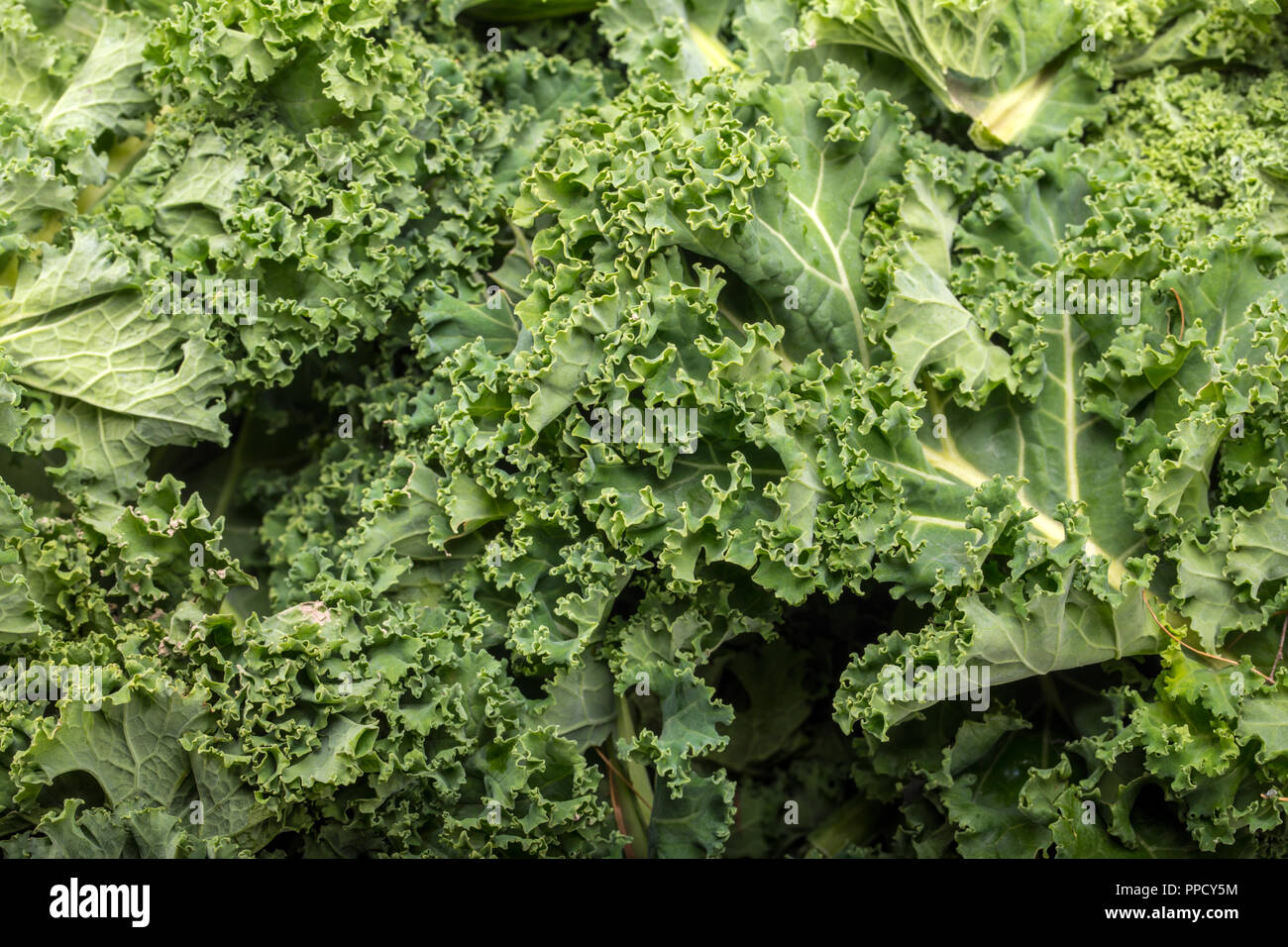 A healthy fresh curly kale Stock Photo Alamy