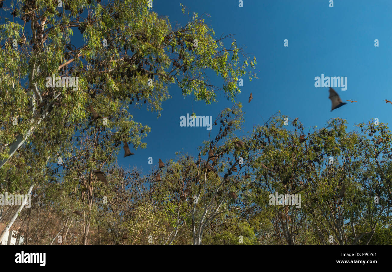 Mega bat, Megachiroptera, Megachiroptera Pteropodidae, fruit bats, Pteropus Poliocephalus, Western Australia, nitmiluk national park Stock Photo