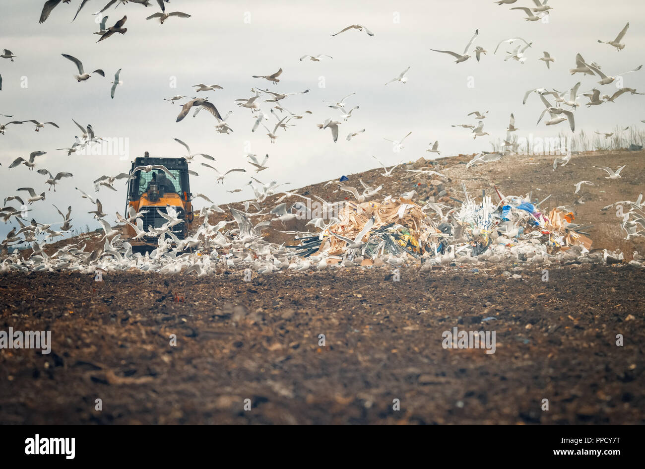 lot of many sea gulls  in city garbage dump search and catching food after special tractor working Stock Photo