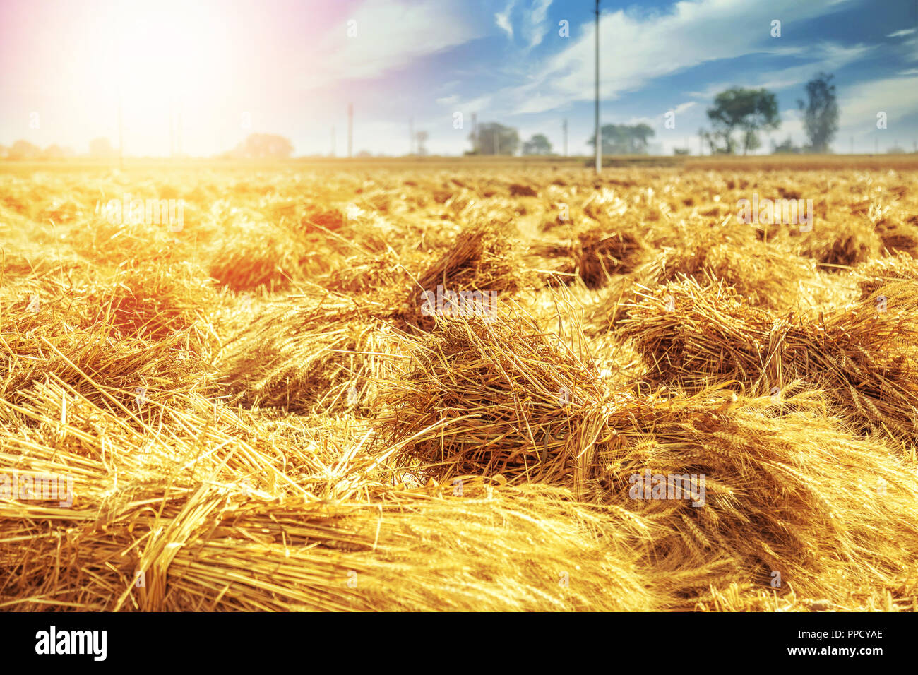Sheaves of Wheat Bundles of wheat stalks dry in the afternoon sun on a