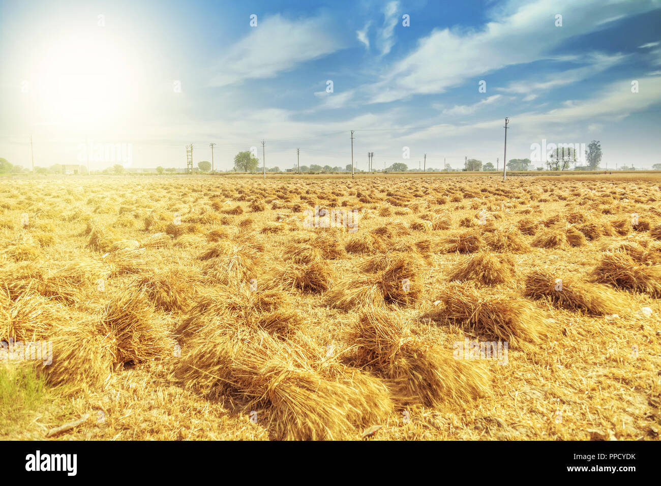 Dry Wheat Bundles High Resolution Stock Photography and Images - Alamy