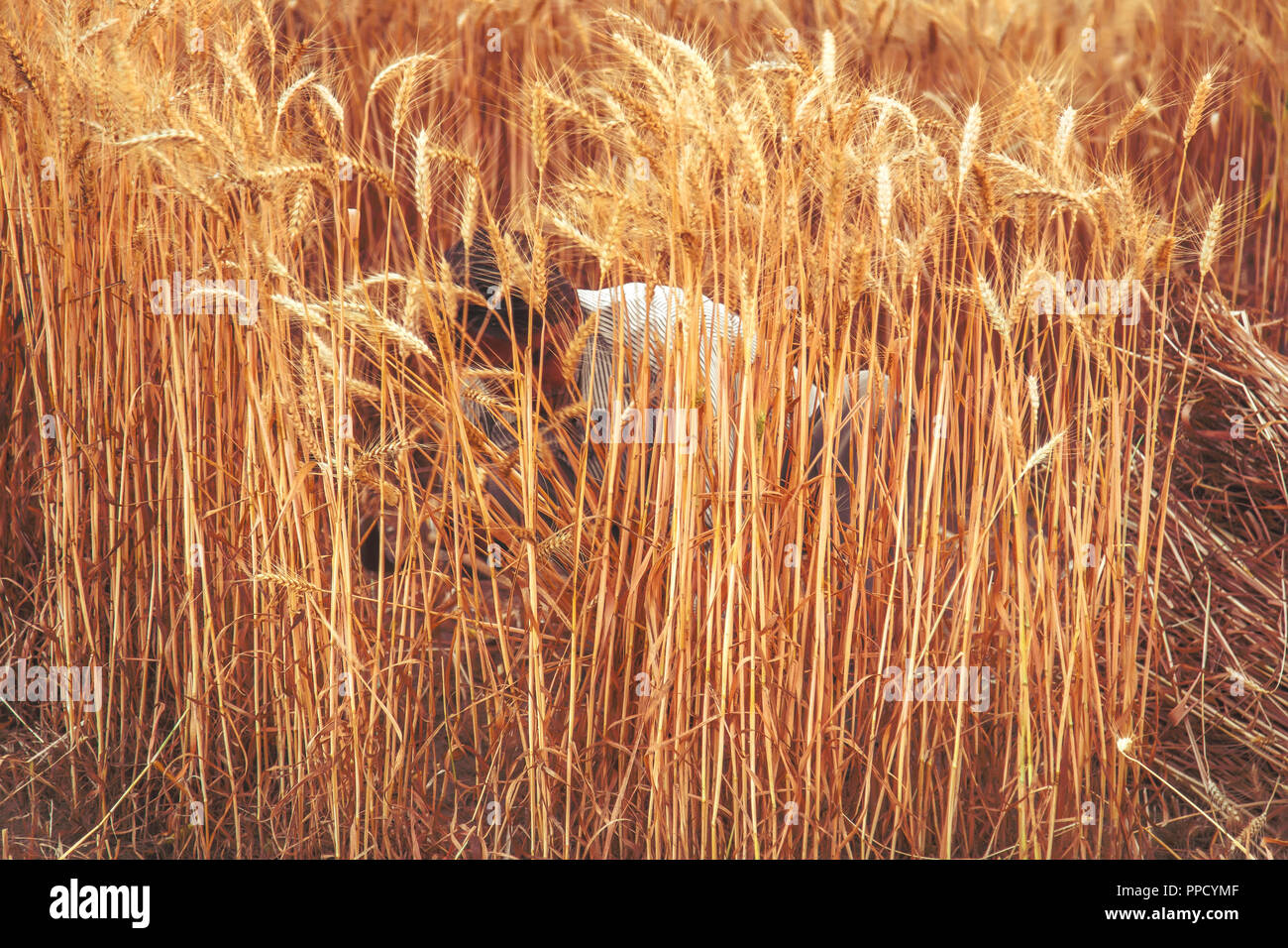Indian man harvesting wheat in his farm with a sickle; Haryana ; India ...