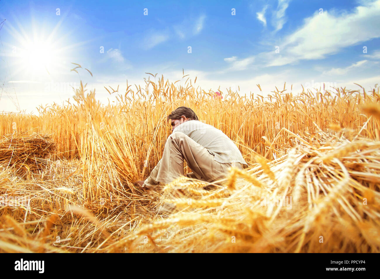 Indian man Cutting wheat with sickle and then stooking ; Haryana ...