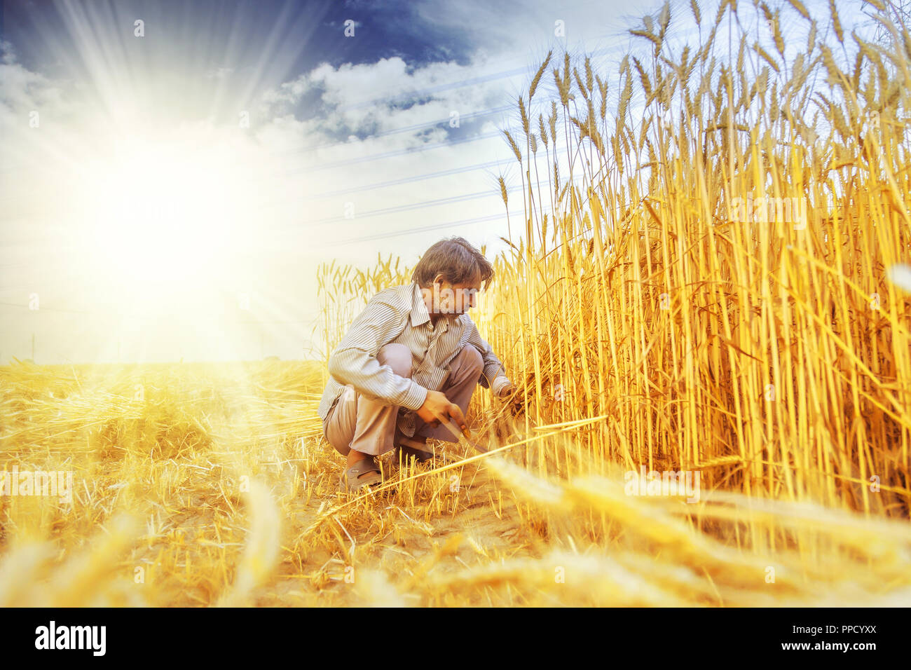 Indian man Cutting wheat with sickle and then stooking ; Haryana ...