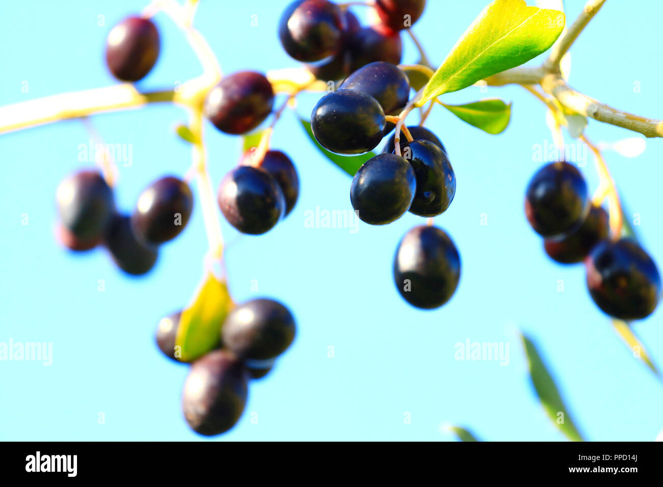 Olive tree on blue sky background Stock Photo