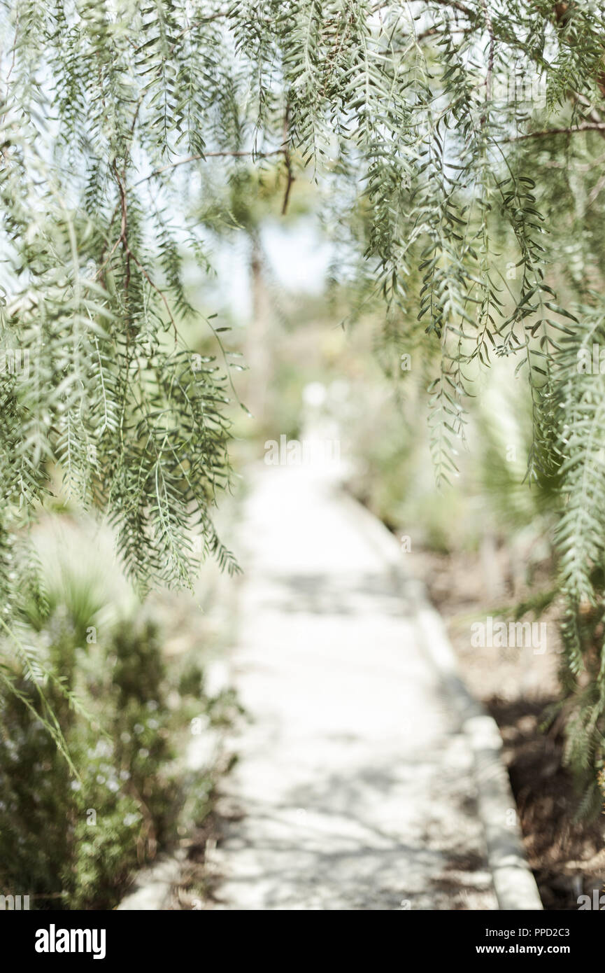 Spanish nature. Tree Stock Photo - Alamy